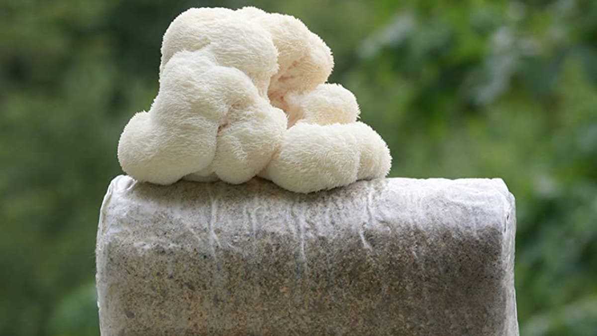 How to grow lion's mane mushrooms at home