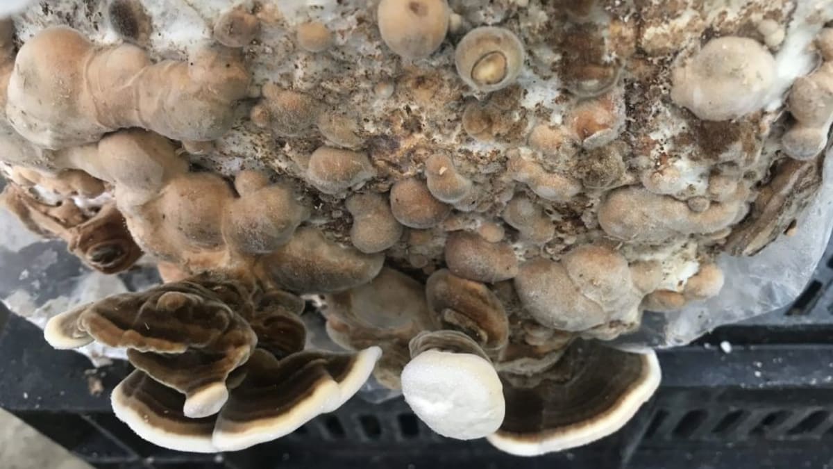Turkey tail mushrooms growing in an indoor grow kit showing banded fruiting bodies