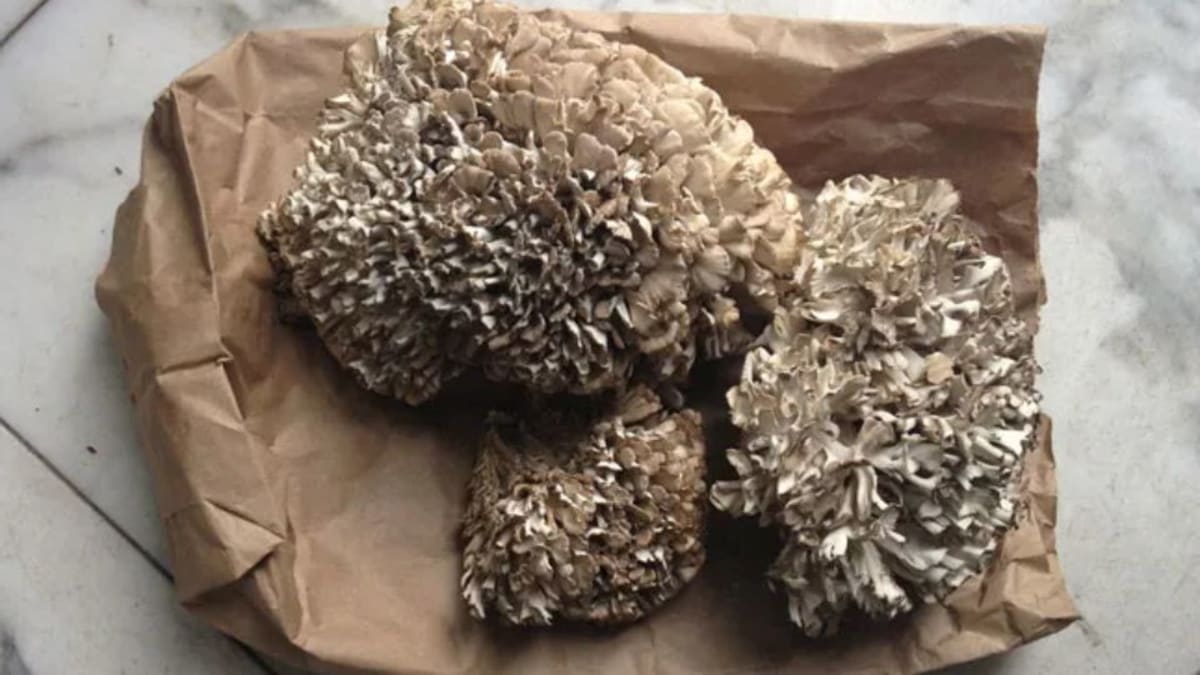 Fresh maitake mushrooms from a farmer's market ready for preparation