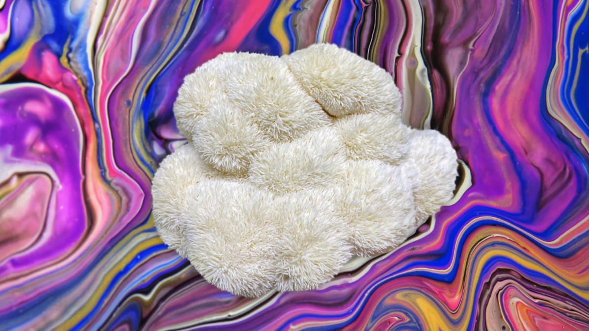 Is lion's mane psychedelic? What it actually does to the brain