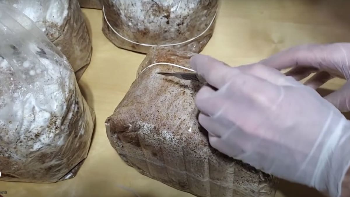 Cutting an X-shaped slit in the plastic bag of a lion's mane grow kit to create a fruiting surface