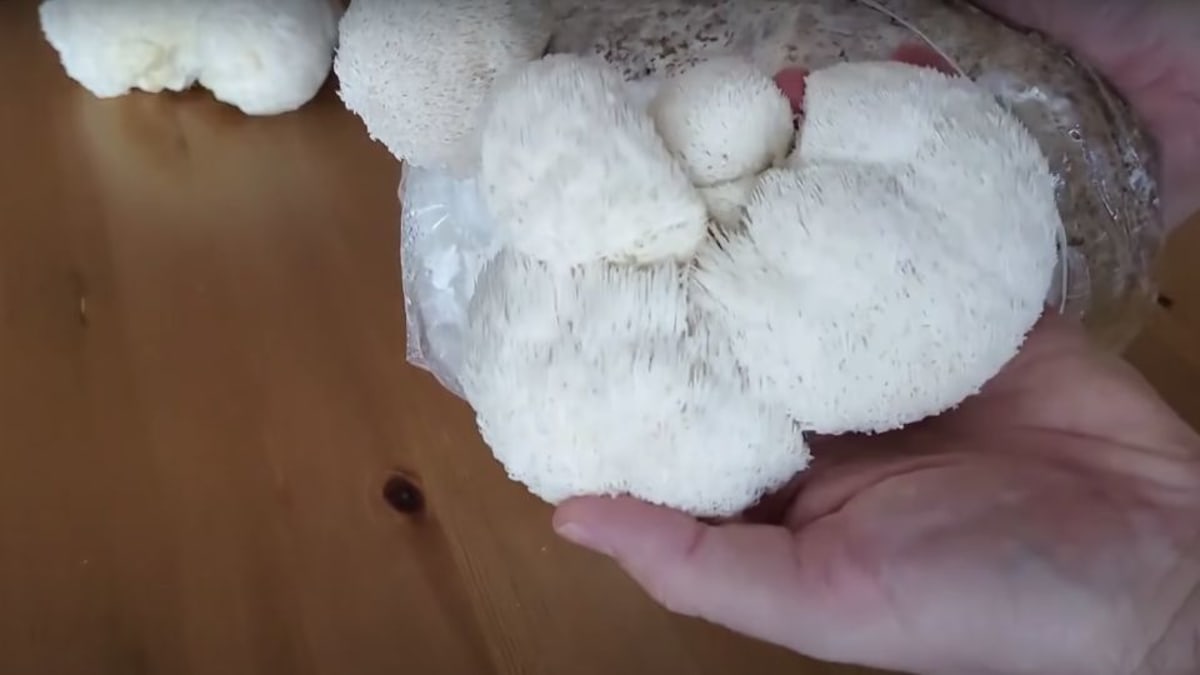 Freshly harvested lion's mane mushrooms from a grow kit, white and ready for cooking