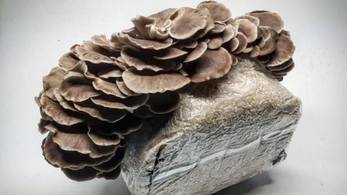 Maitake Mushroom Growing Kit Protocol and Yield Optimization