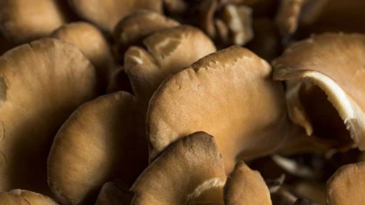 Close-up of fresh maitake mushroom fronds showing layered texture