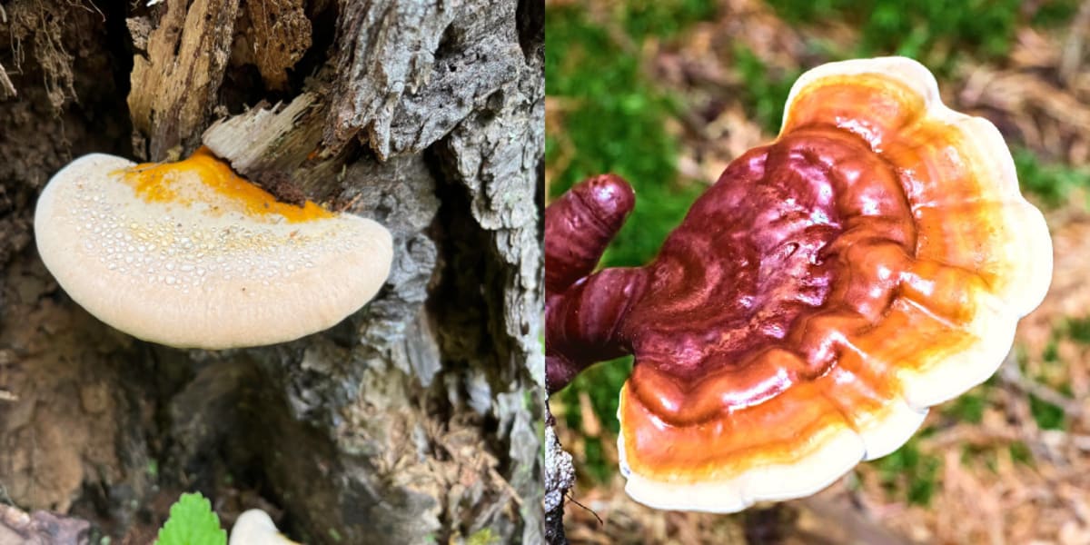 Young reishi mushroom in antler stage on the left, fully mature kidney-shaped reishi conk on the right