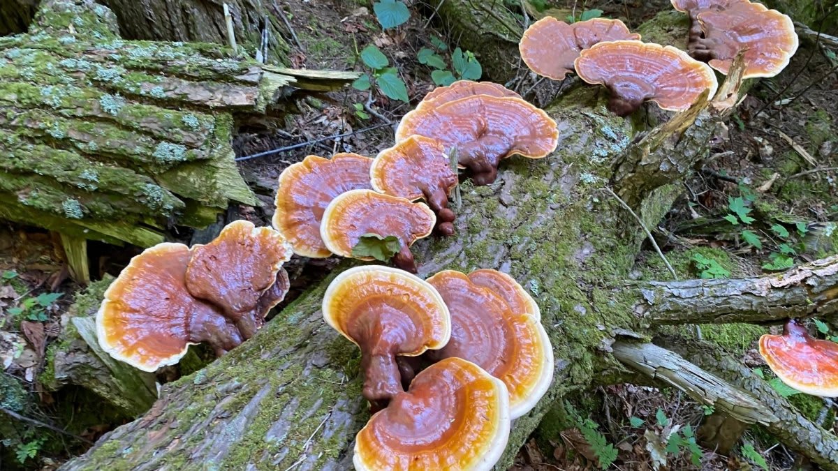 Reishi Mushroom Look-Alikes and How to Spot Them