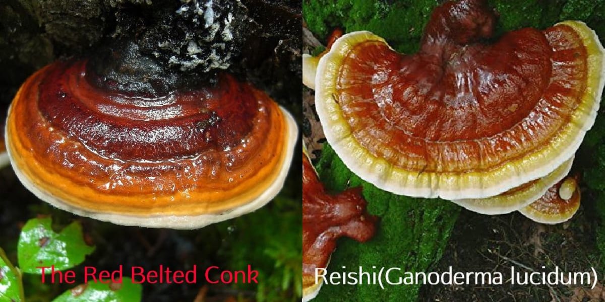 Side-by-side comparison of red-belted conk and reishi mushroom showing the key visual differences
