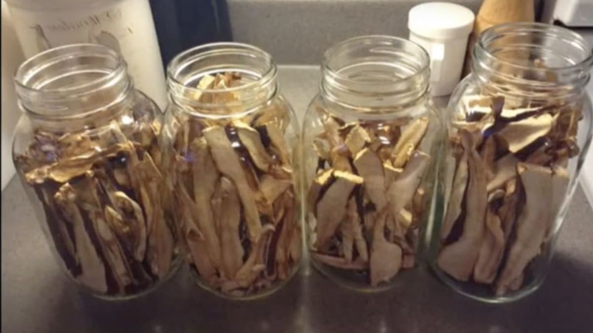 Reishi mushroom slices in mason jars during the alcohol maceration phase