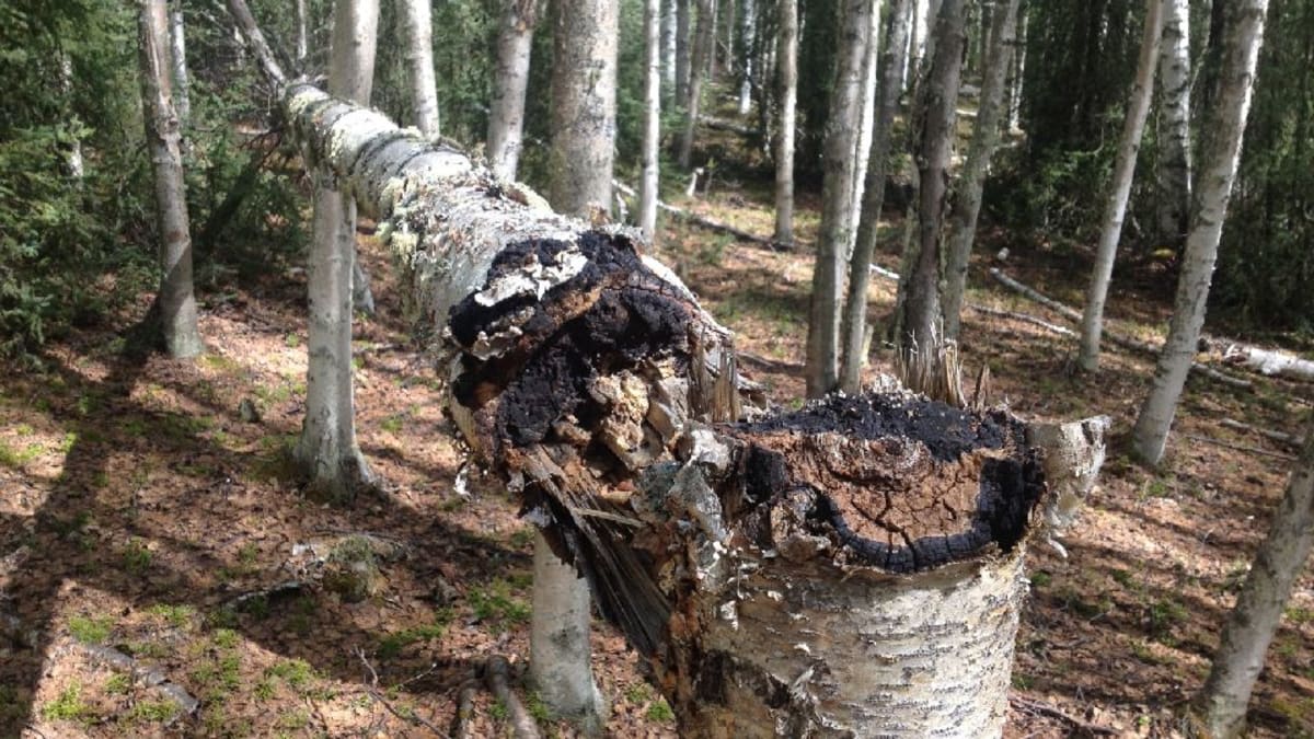Overharvested chaga conk removed from birch tree
