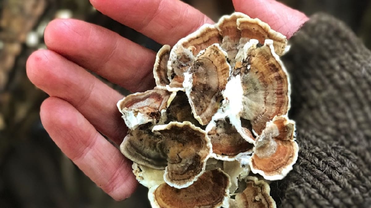 Hands holding freshly foraged turkey tail mushrooms in a forest