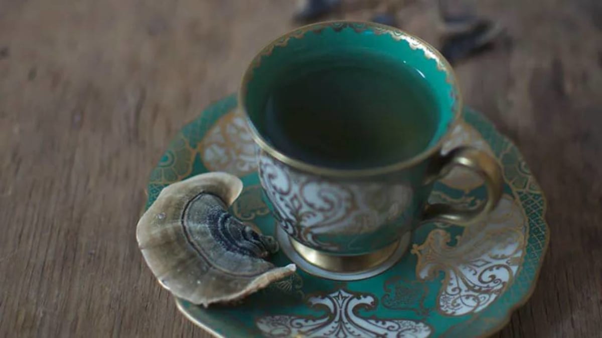 Turkey Tail Mushroom Tea Health Benefits and Recipes