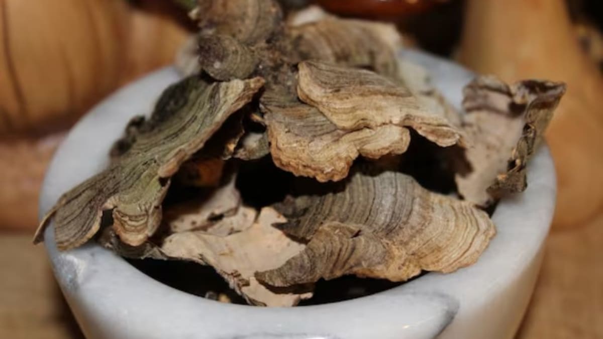 Dried turkey tail mushroom caps showing distinctive concentric banded pattern