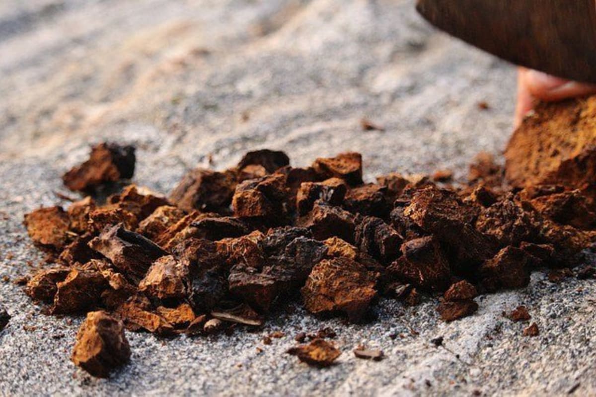 Chaga mushroom cut into small pieces showing dark exterior and orange interior