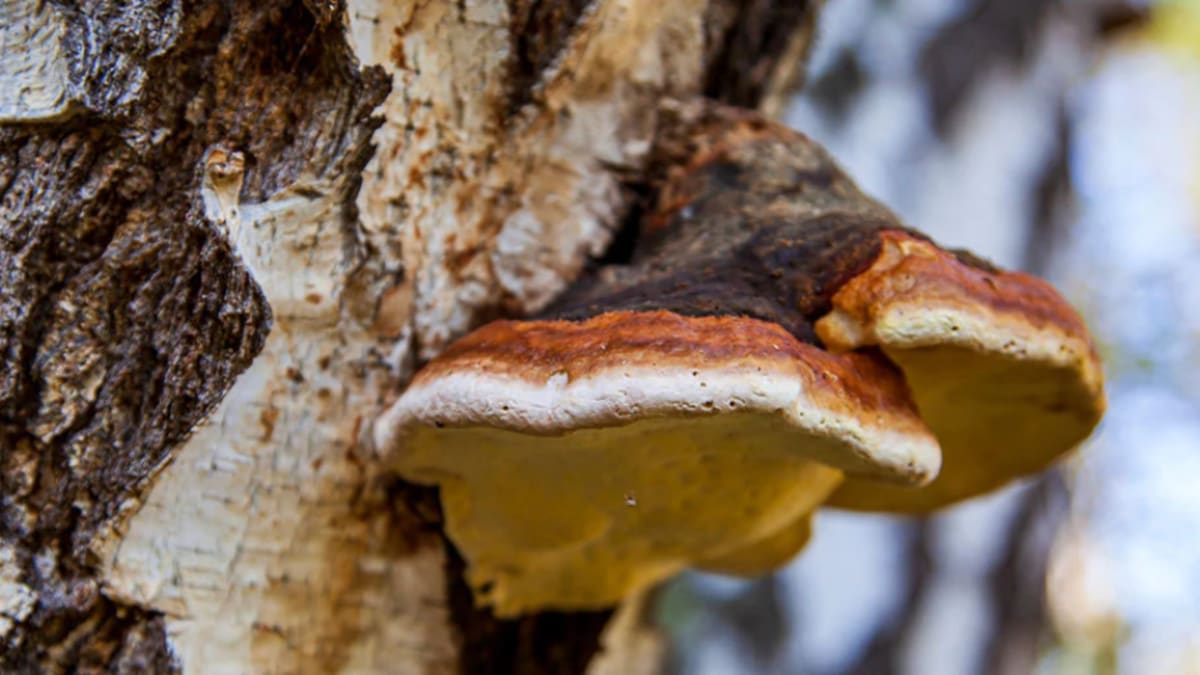 What chaga mushroom does for your skin