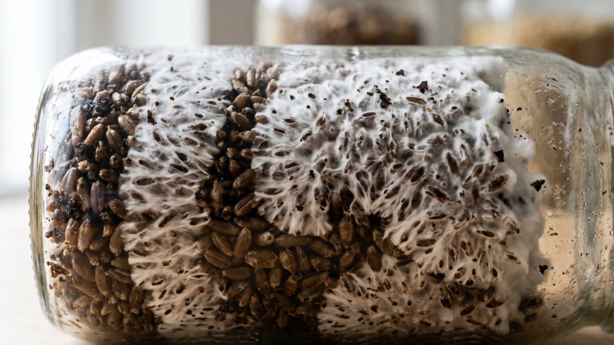 Glass jars of functional mushroom mycelium powder arranged on a wooden counter
