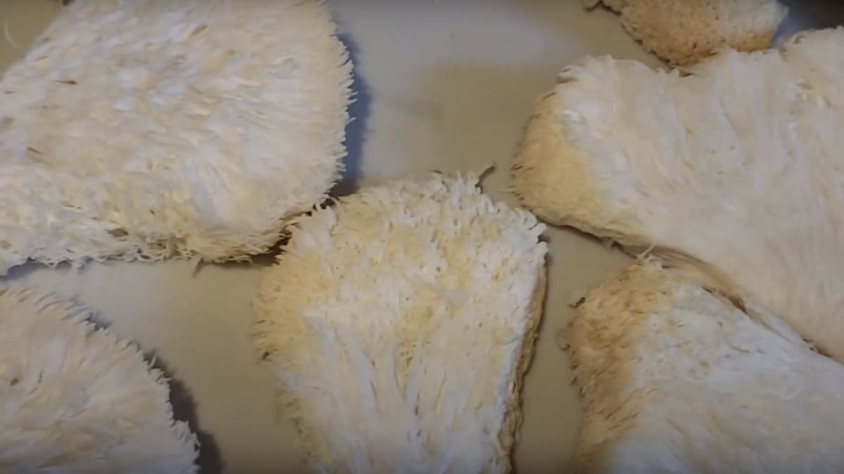 Lion's mane mushroom sliced into even pieces on a baking sheet ready for drying