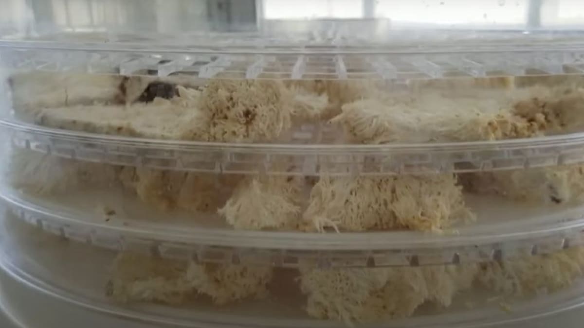 Lion's mane mushroom slices arranged on dehydrator trays