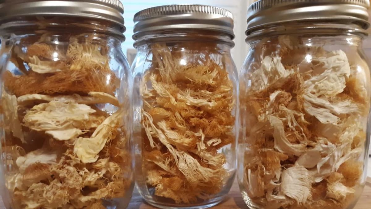 Dried lion's mane mushroom stored in glass containers
