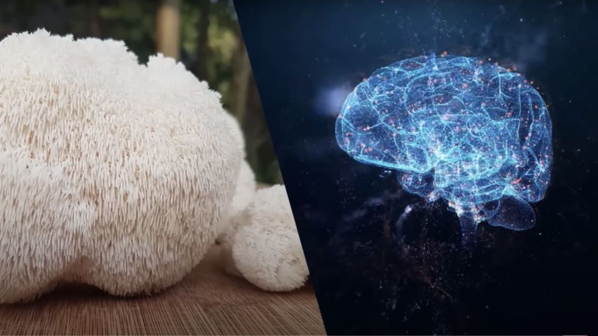 Lion's Mane mushroom and brain health benefits