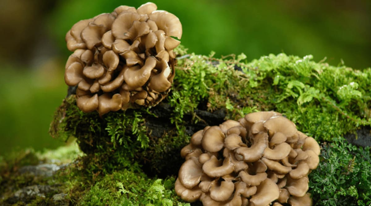 Maitake mushroom benefits backed by research