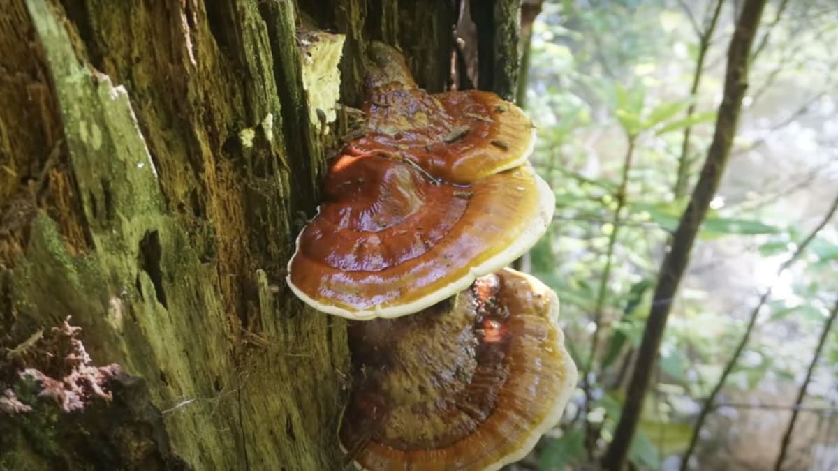 Wild reishi mushroom growing on a hardwood tree trunk