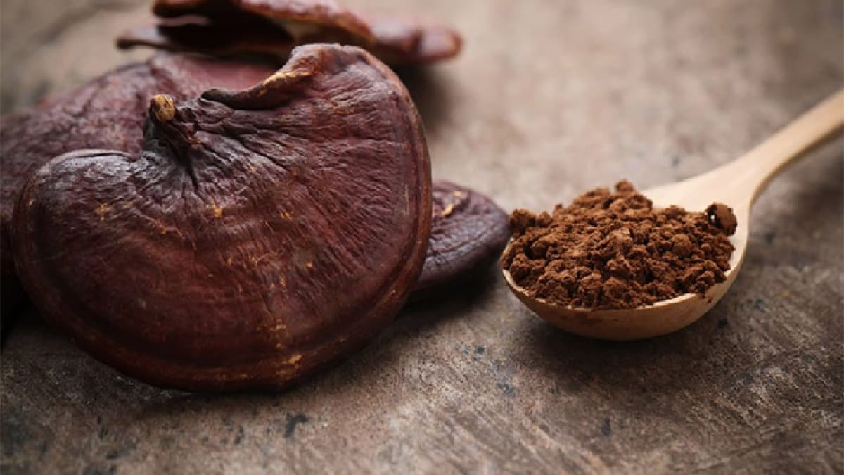 Dried reishi mushrooms next to reishi powder in a bowl