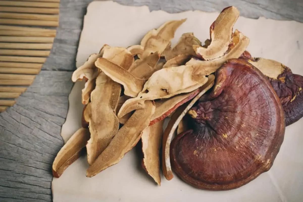Reishi mushroom slices and powder next to skincare products