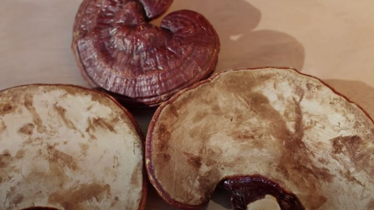 Reishi mushroom benefits backed by research