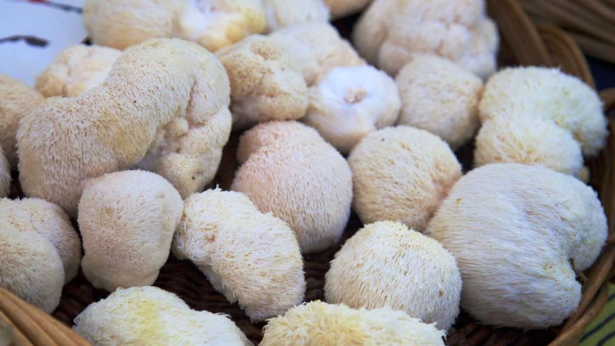 Fresh lion's mane mushrooms in a basket