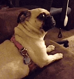 me when the teacher asks me a simple question #memes