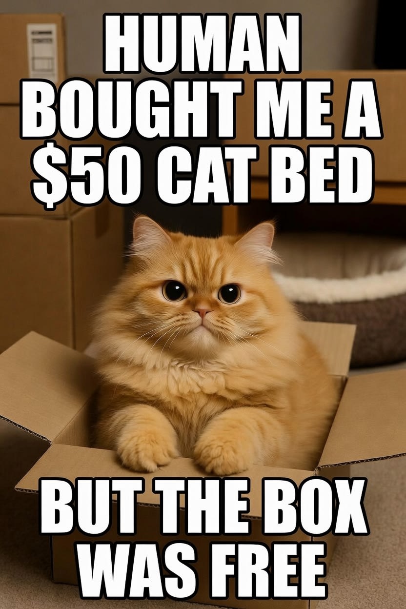 #catmemes #memes