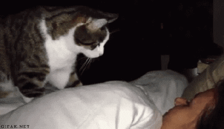 My cat when hungry