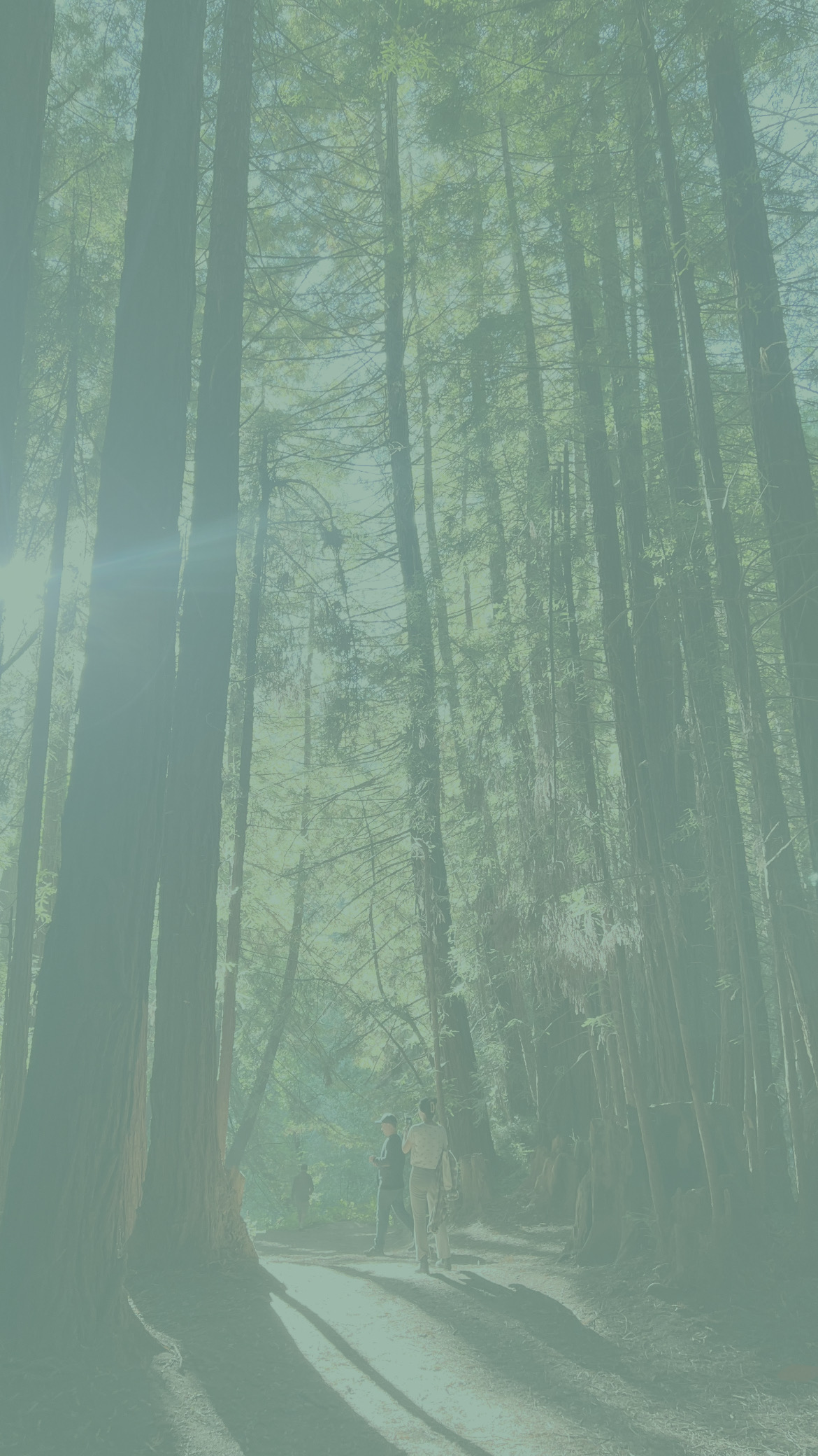 Sunlit forest trail