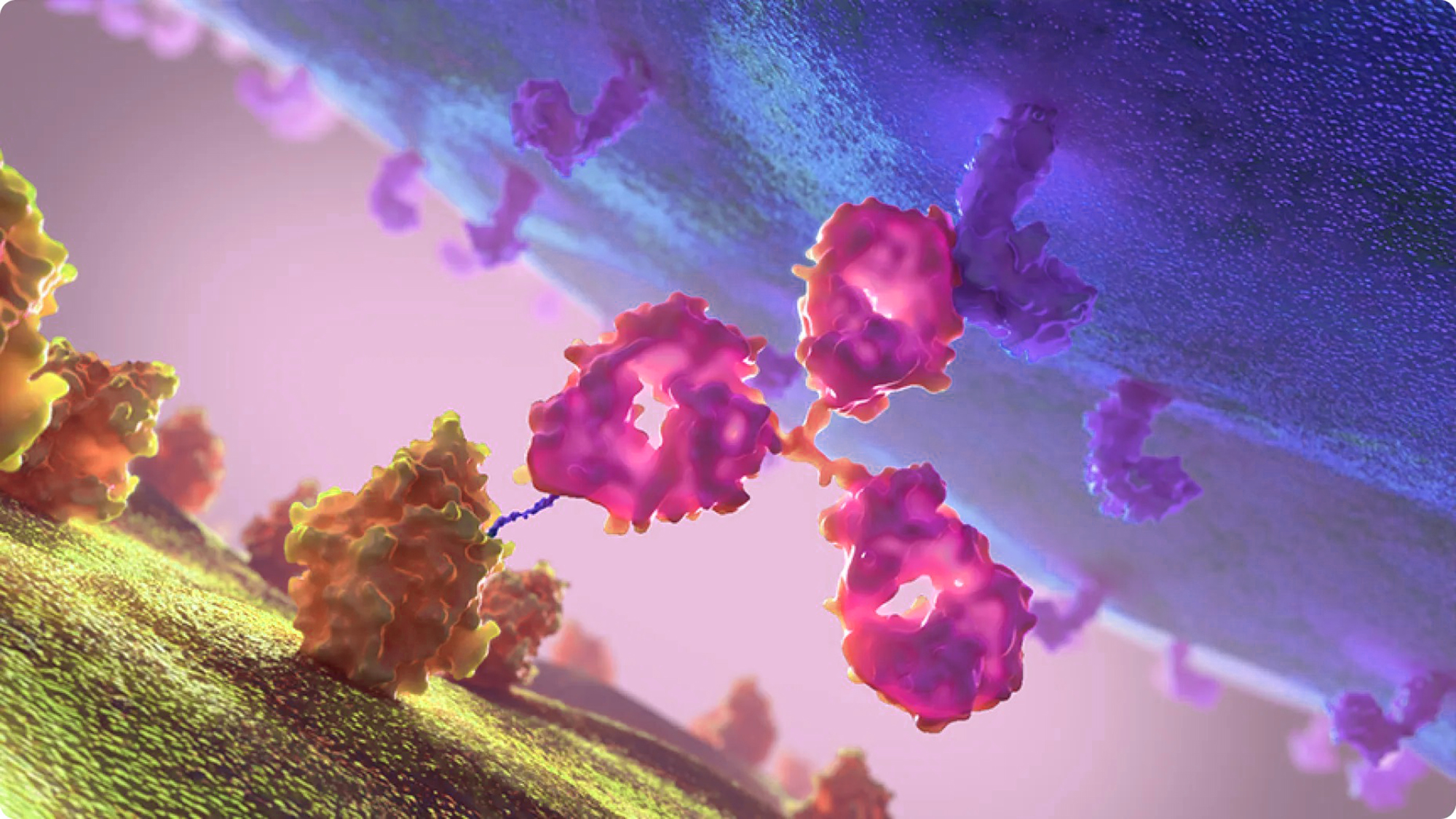 Mechanism of Action Animation