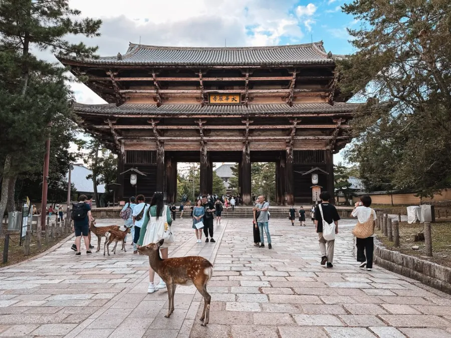 Nara deer