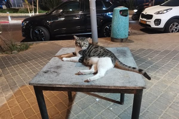 רוזמרין נתניה - מסעדת עוף ודגים — נתניה