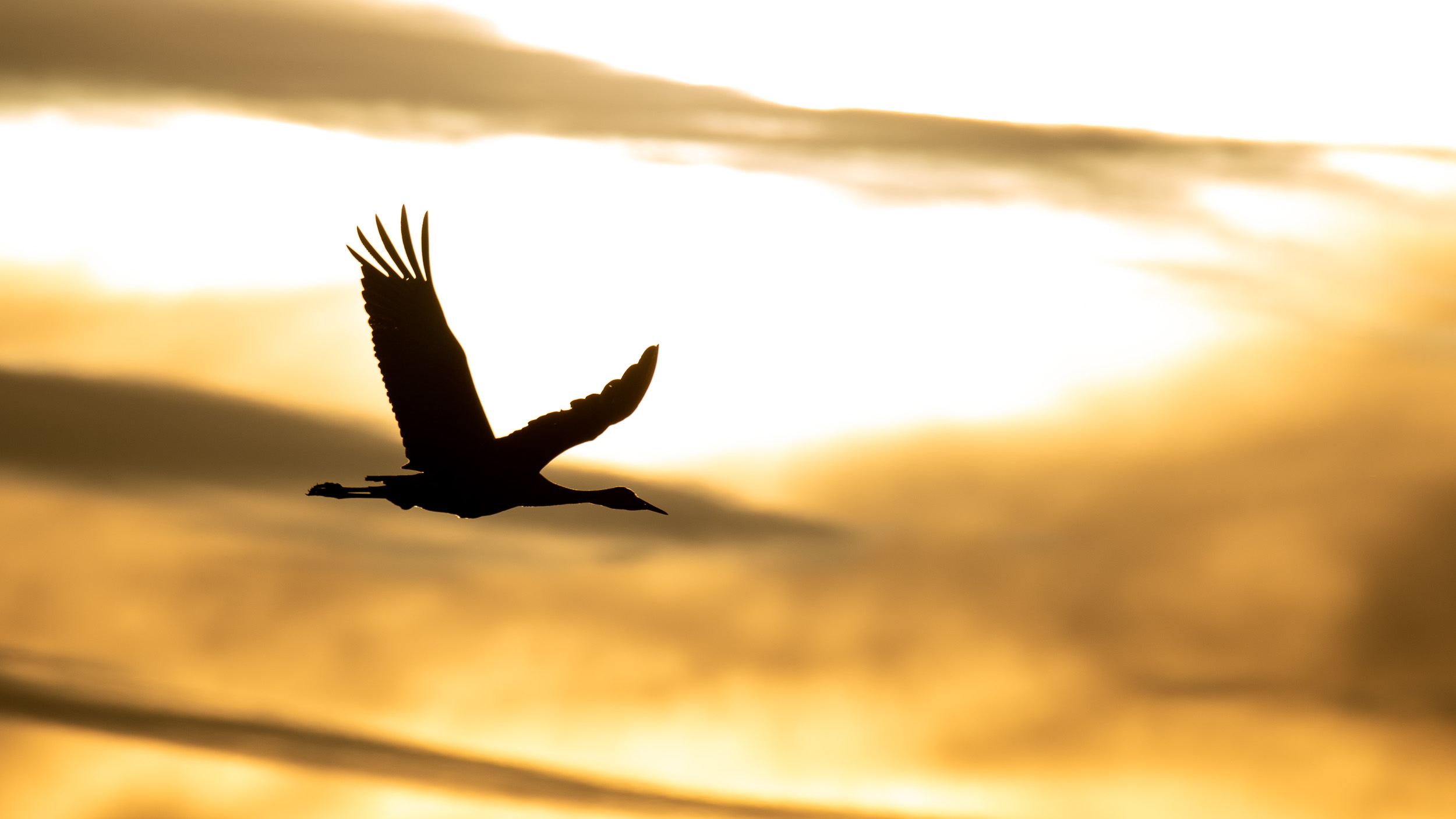 Backlit Crane