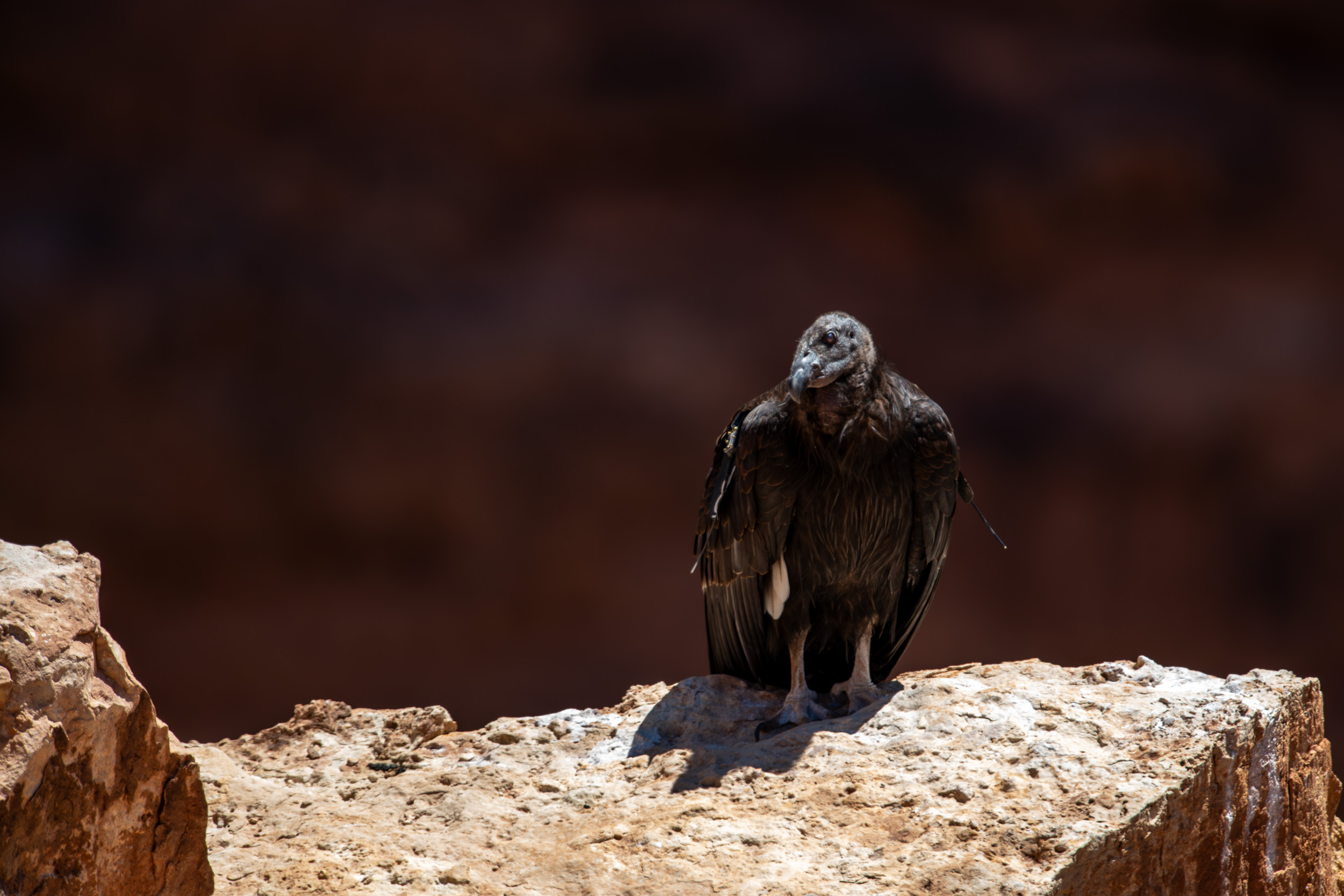 Condor Sunning