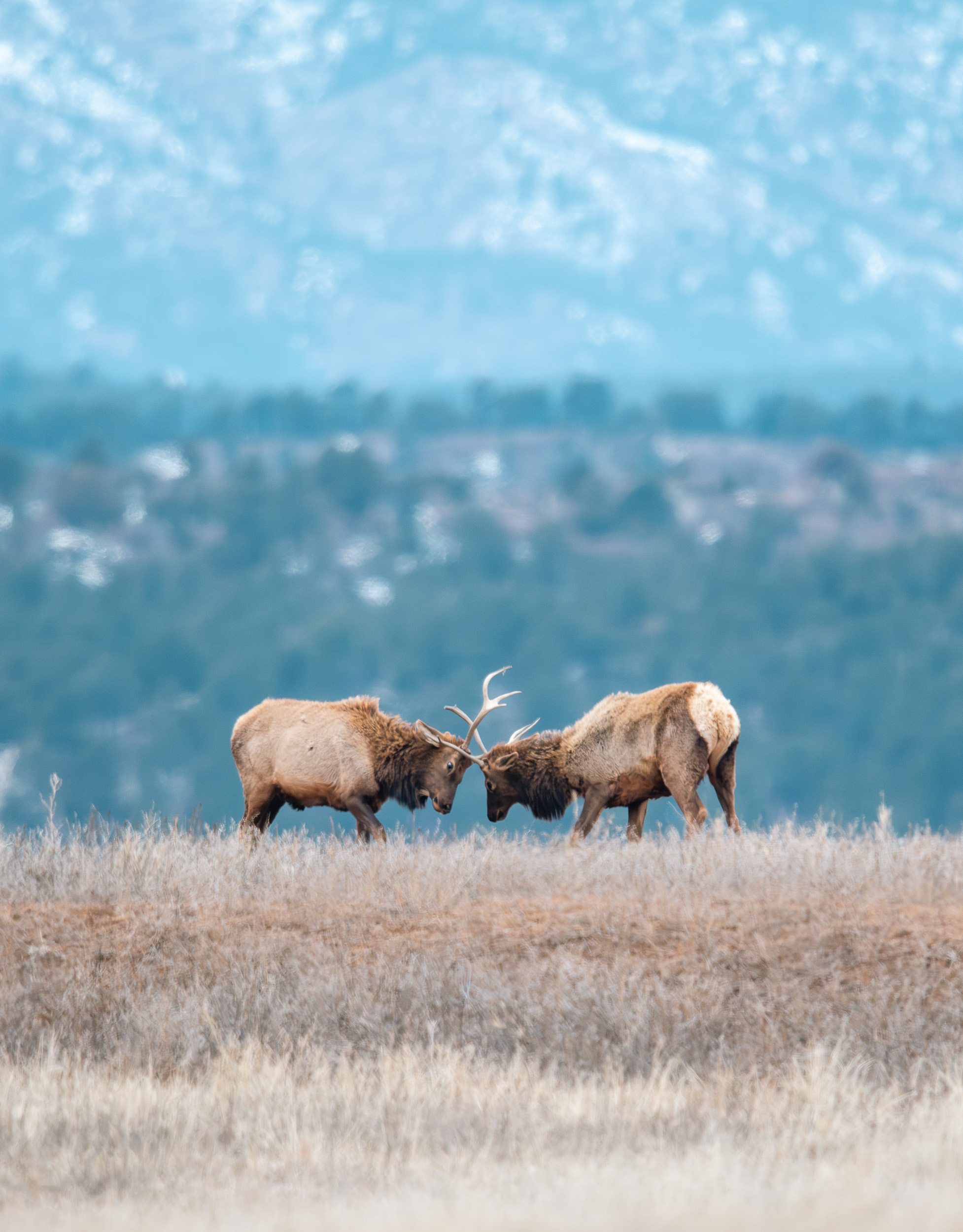 Elk Sparring