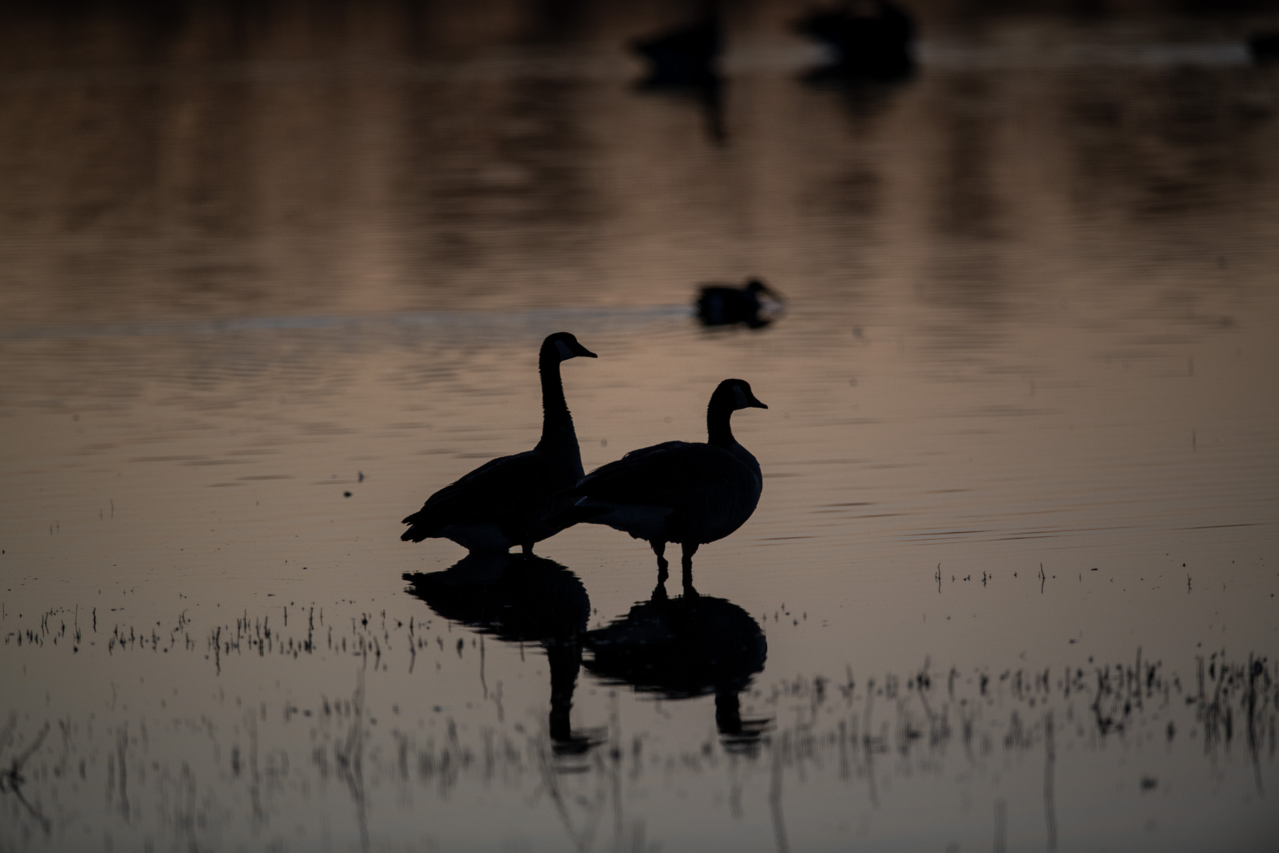geese