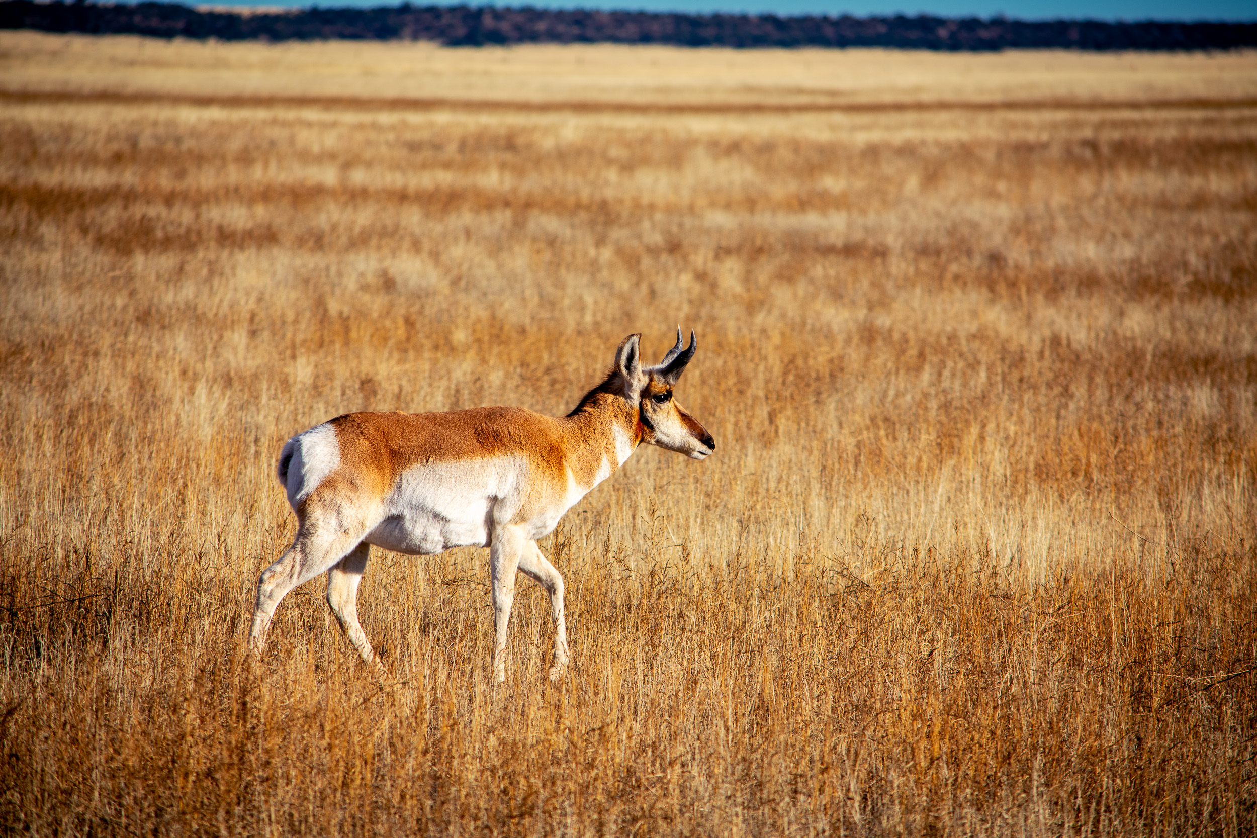 Pronghorn