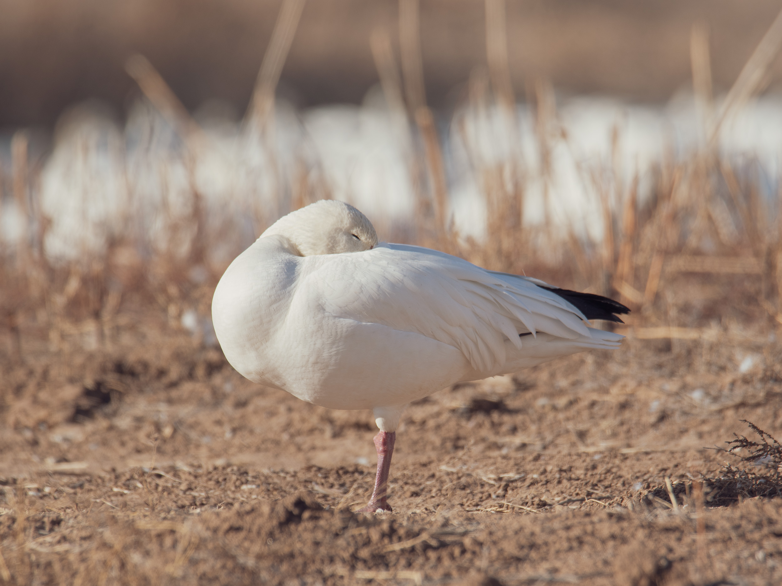 Snow Goose Napping