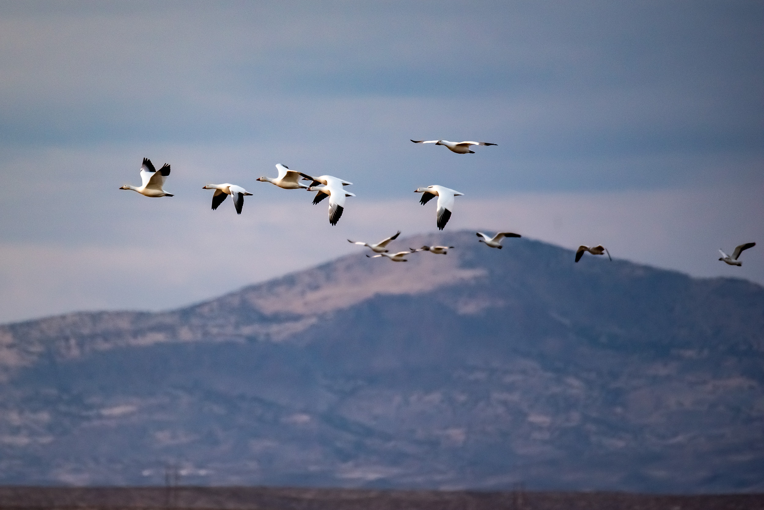 Snowgeese in Flight