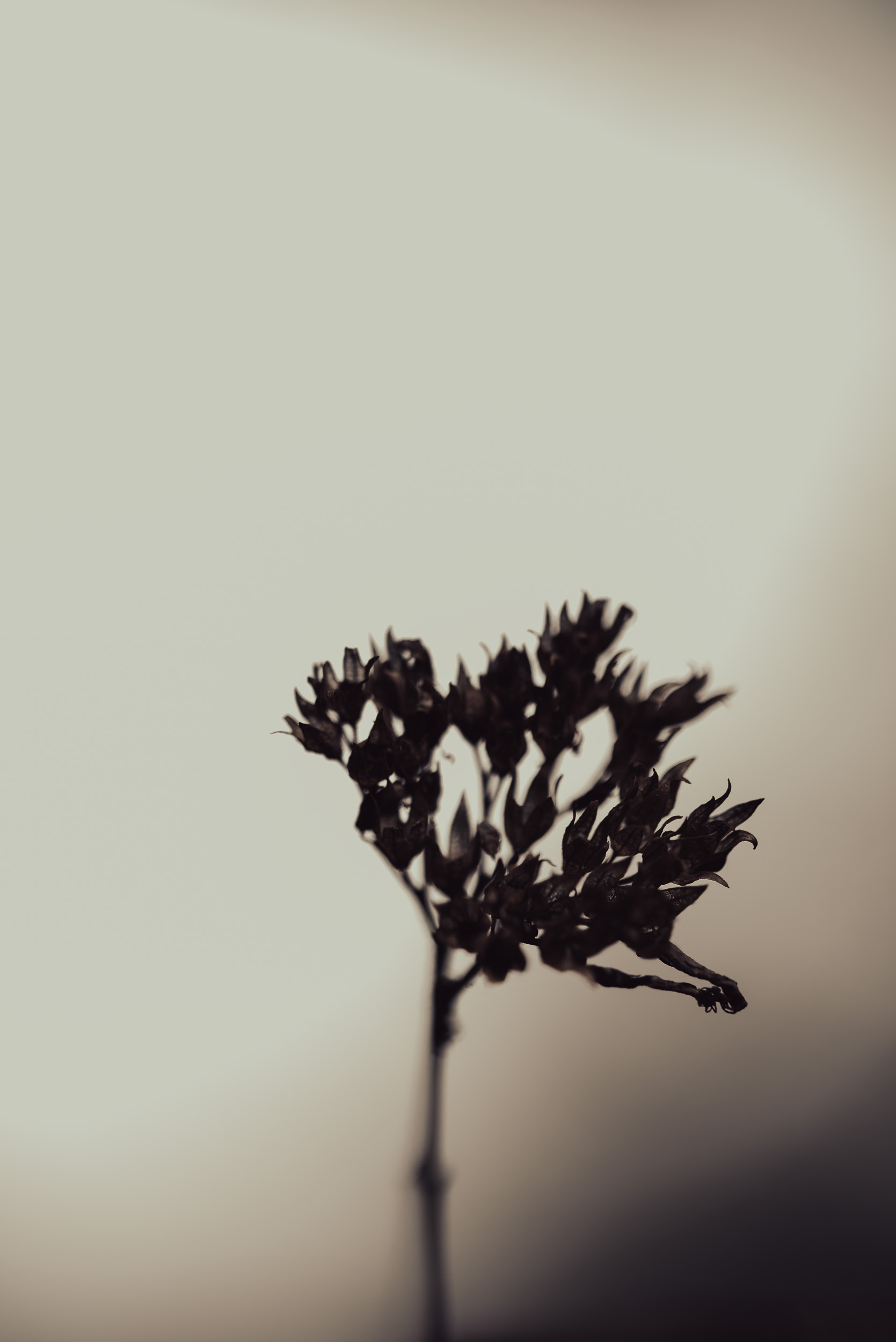 Macro Floral
