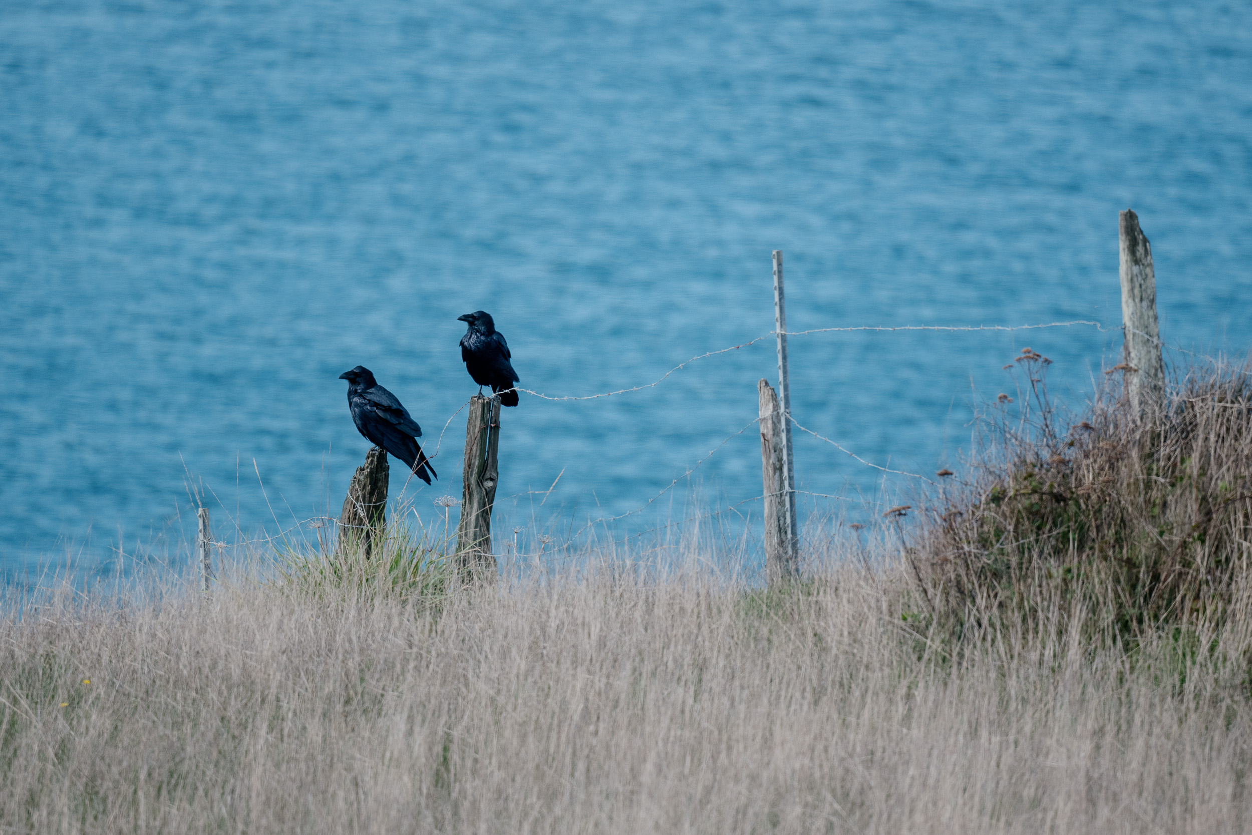 Ravens by the Sea