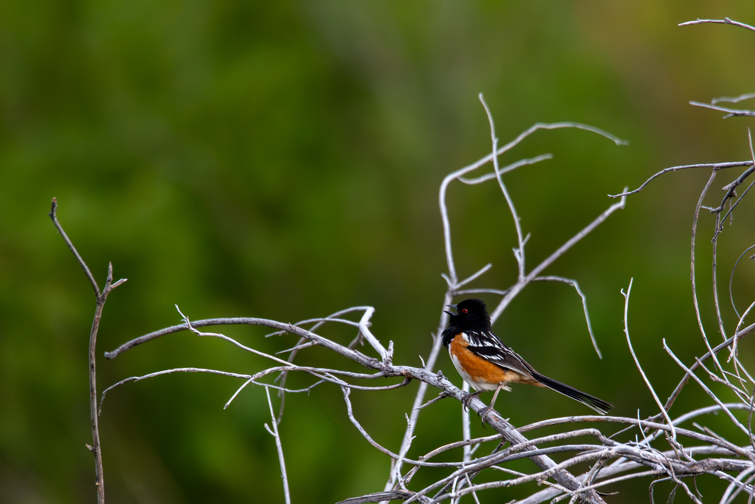 _EVY6189-Enhanced-NR