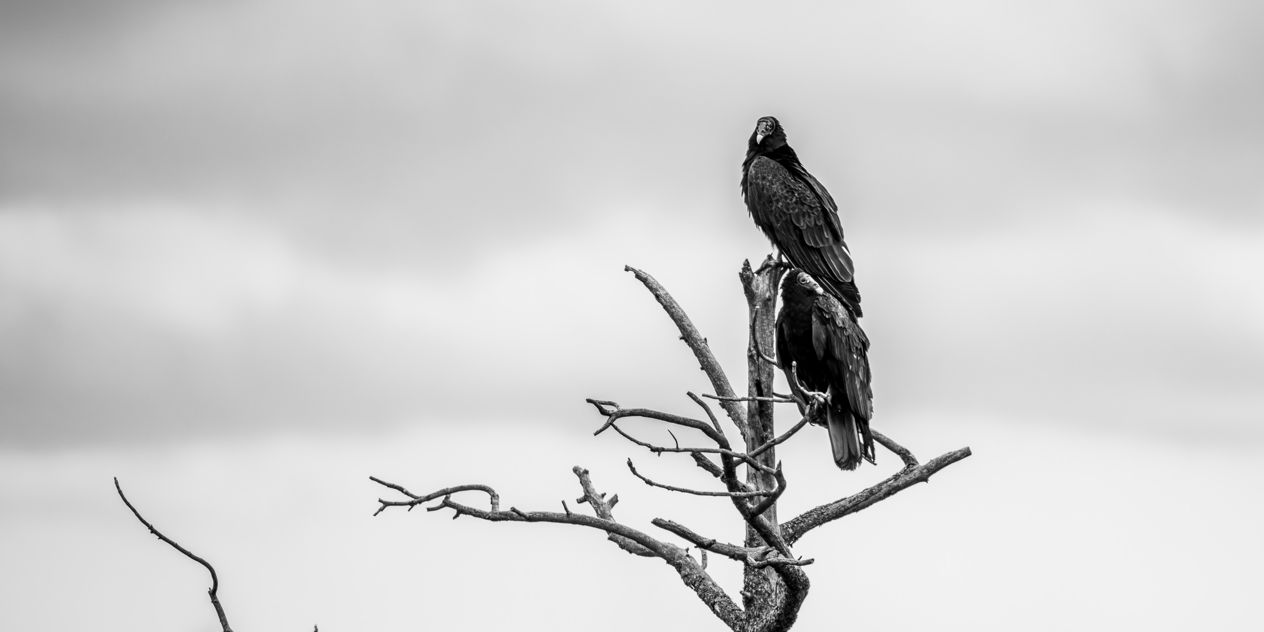 _EVY9203-Enhanced-NR