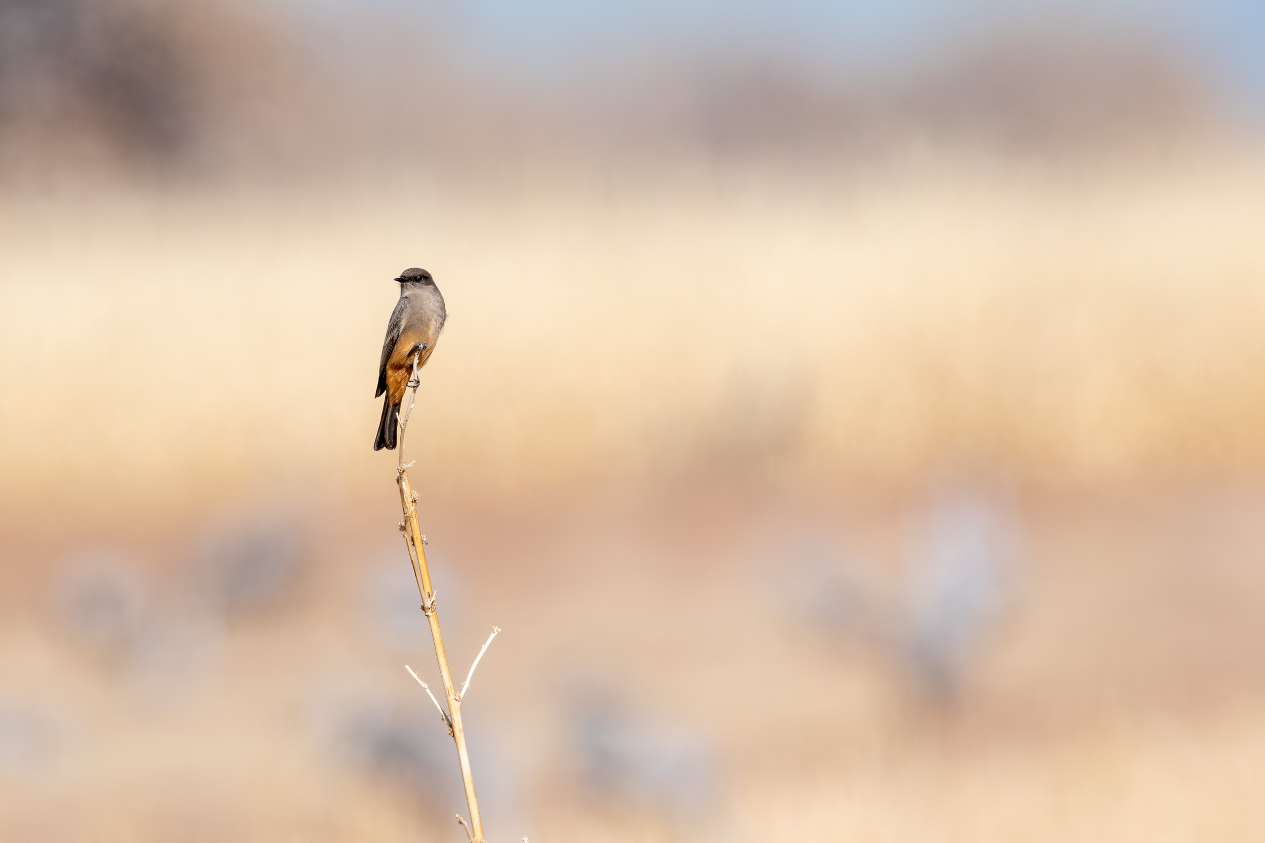  Say's Phoebe