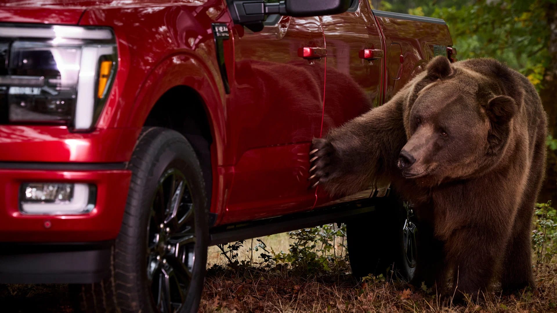 Ford hired an 800-pound bear to test the F-150's anti-theft system - photo 3