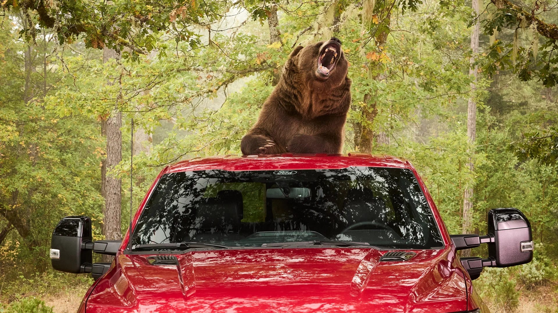 Ford hired an 800-pound bear to test the F-150's anti-theft system - photo 4